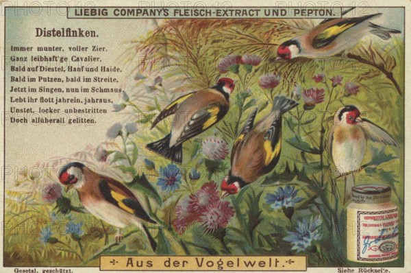 Picture series From the world of birds, goldfinch, Liebig picture, digitally restored reproduction