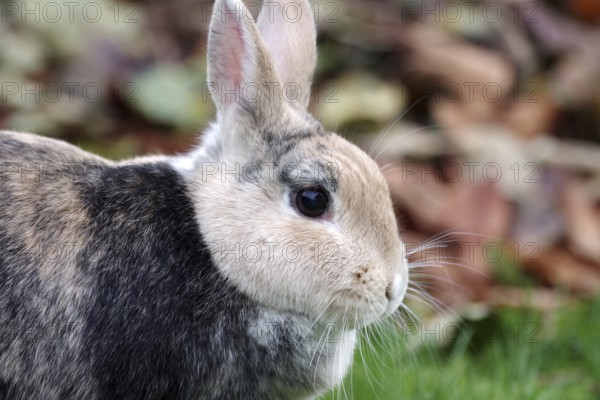 Rabbit (Oryctolagus cuniculus domesticus), animal, portrait, cute, colourful, close-up of a
