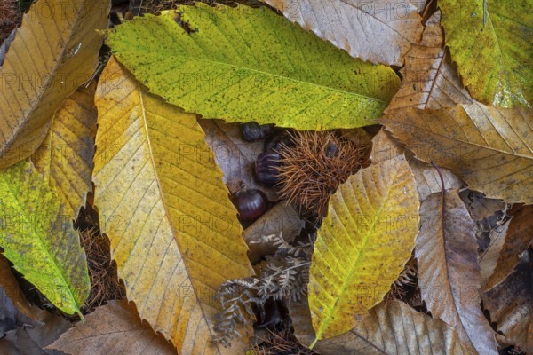 Sweet chestnut (Castanea sativa) close-up of fallen spiny cupules and yellow and brown leaves in
