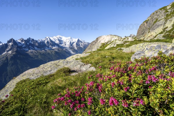 Mountain landscape with alpine roses, mountain panorama of the Mont Blanc massif with glaciated