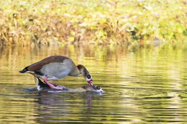 Two Nile Geese (Alopochen aegyptiacus) mating in the water of a pond surrounded by green foliage,