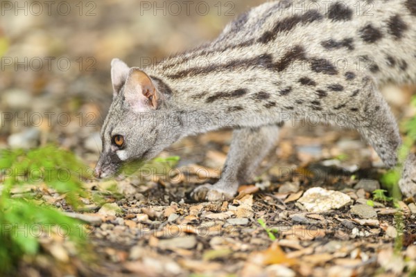 Common genet (Genetta genetta), wildlife in a forest, Montseny National Park, Catalonia, Spain,
