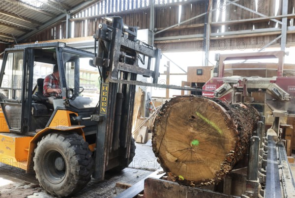 Solingen, North Rhine-Westphalia, Germany - Oak logs are placed on the band saw by the forklift