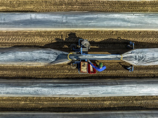 Wesel, North Rhine-Westphalia, Germany, Harvest workers from Eastern Europe harvest the first