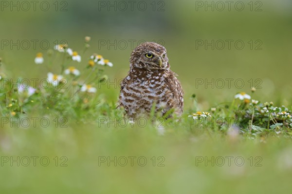 Burrowing owl (Speotyto cunicularia), sitting in a meadow and observing the surroundings, Pembroke
