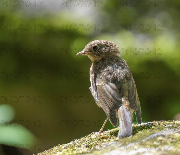 European robin (Erithacus rubecula), young bird standing on a mossy stone, Germany, Europe