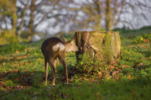 A female roe deer (Capreolus capreolus) sniffs a tree stump at sunrise