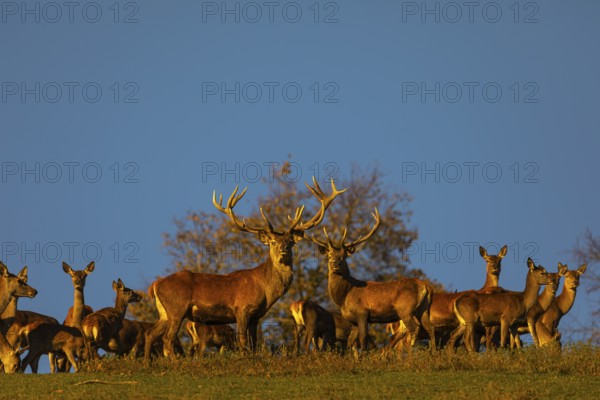 A herd of red deer (Cervus elaphus) standing on a meadow, with autumnal trees and blue sky behind