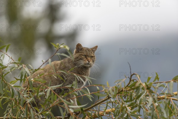 One European wildcat, Felis silvestris silvestris, sitting in a green weeping willow tree. Green