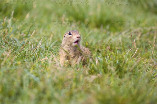 A European ground squirrel (Spermophilus citellus) or European souslik sits in green gras, looking