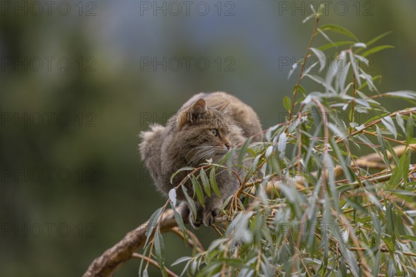 One European wildcat, Felis silvestris silvestris, sitting in a green weeping willow tree. Green