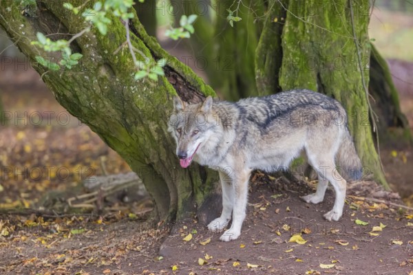 One adult male eurasian gray wolf (Canis lupus lupus) standing in front of an old split tree at a