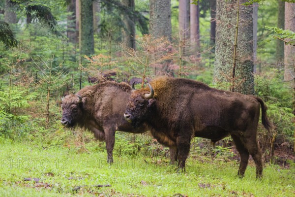An adult male and female European bison (Bison bonasus) stand in a clearing in a dense forest