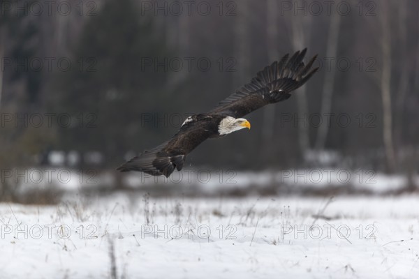 One Bald Eagle, Haliaeetus leucocephalus, flying over a snowy meadow with a birch tree forest in