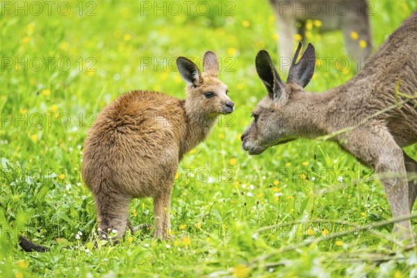 Eastern grey kangaroo (Macropus giganteus) on a meadow, Bavaria, Germany, Europe