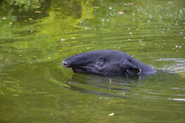 A Malayan tapir (Acrocodia indica) swims in a river