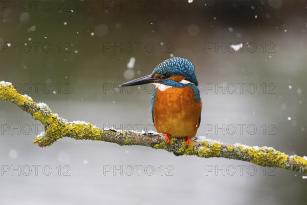 Kingfisher (Alcedo attis), adult male, perched on a branch, in the wintertime, surrounded by