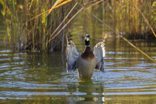 A male mallard or wild duck (Anas platyrhynchos) bathes in a pond, flapping its wings