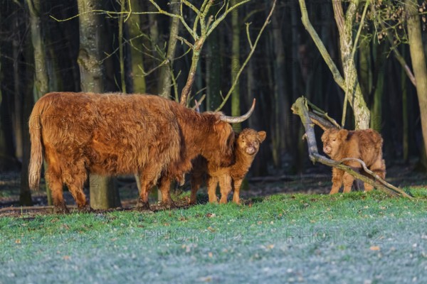 One Highland cow (Bos (primigenius) taurus) and two calves stand at a forest edge. The cow licks