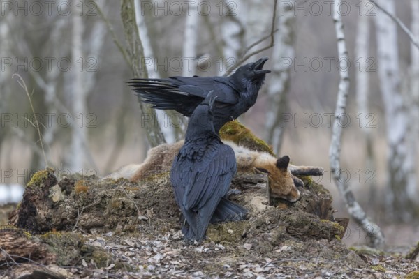 Two common raven (Corvus corax), fighting and feeding on the carcass of a red fox lying on stones