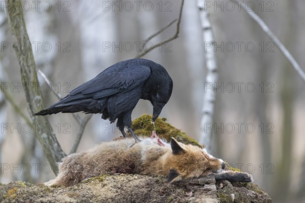 One common raven (Corvus corax), feeding on the carcass of a red fox lying on stones in a forest of