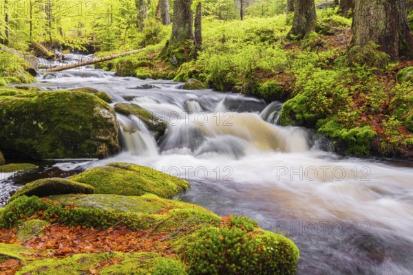 Kleine Ohe creek below Waldhaeuser village in the Bavarian Forest Nationalpark. Flowing water,
