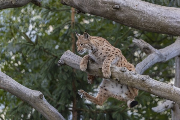 One Eurasian lynx, (Lynx lynx), climbing on a fallen tree, trying to keep the balance. Green