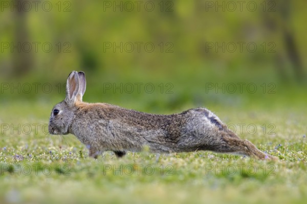 European rabbit, common rabbit (Oryctolagus cuniculus) stretching limbs in grassland in spring