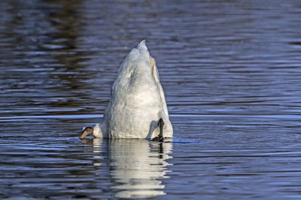 Mute swan (Cygnus olor) looking for food underwater in lake by upending upside down and showing its