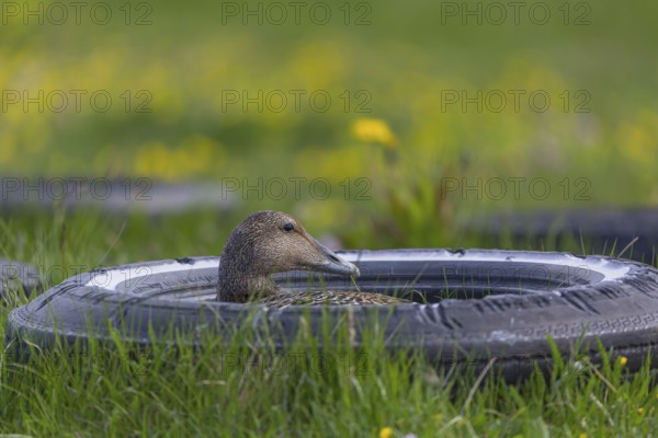 One female common eider, Somateria mollissima, breeding at the coast of Illugastadir Seal watching