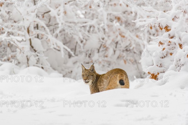 One young male Eurasian lynx, (Lynx lynx), walking through deep snow covered undergrowth in a