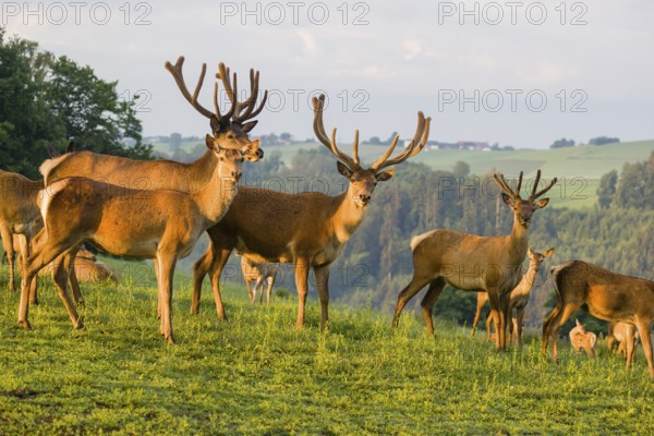 Three Altai maral stags, Altai wapiti or Altai elk (Cervus canadensis sibiricus) and some hinds
