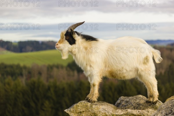 An African Pygmy goat Capra aegagrus hircus) stands on top of a rock, looking around