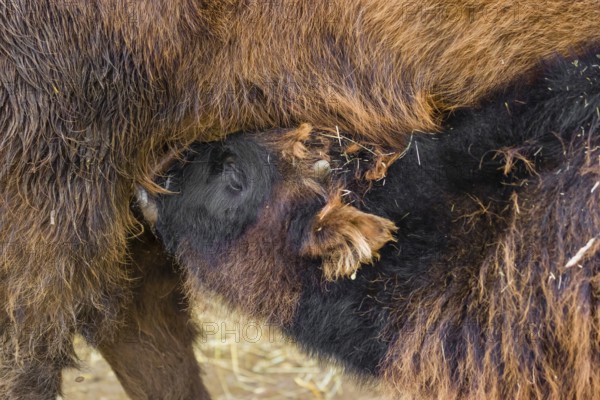 A female aurochs or urus or ure (Bos primigenius), suckles its calf