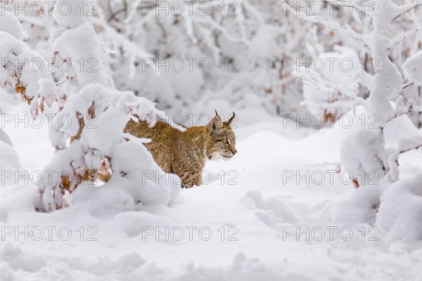 One young male Eurasian lynx, (Lynx lynx), walking through deep snow covered undergrowth in a