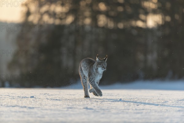 One young male Eurasian lynx, (Lynx lynx), walking over a snow covered meadow in backlight