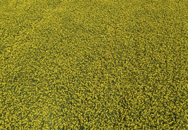 Aerial view of a rape field in summer, agricultural landscape, Innviertel, Upper Austria, Austria,