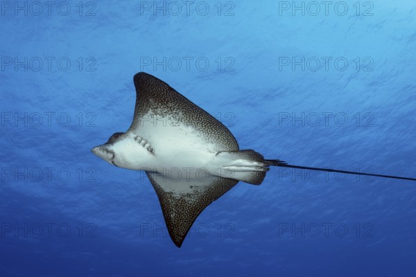 Spotted eagle ray (Aetobatus narinari), from below, swims in the open sea, Tuamotu Archipelago,