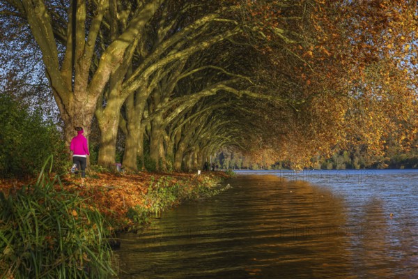 Essen, North Rhine-Westphalia, Germany - Young woman jogging on the lakeshore under trees with
