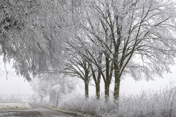Trees with hoarfrost on a quiet winter path in foggy weather, Schöppinger Berg hill, Schöppingen,
