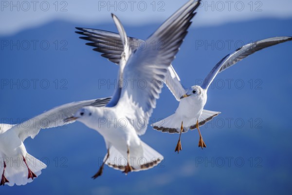Limenas, Thassos, Greece - Seagulls accompany the Thassos Sea Lines ferry to Limenas. The capital