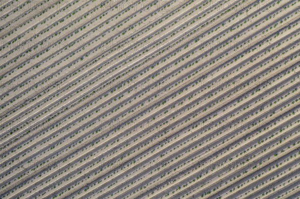 Aerial view of a potato field with ridges and young shoots, Dresden, Saxony, Germany, Europe