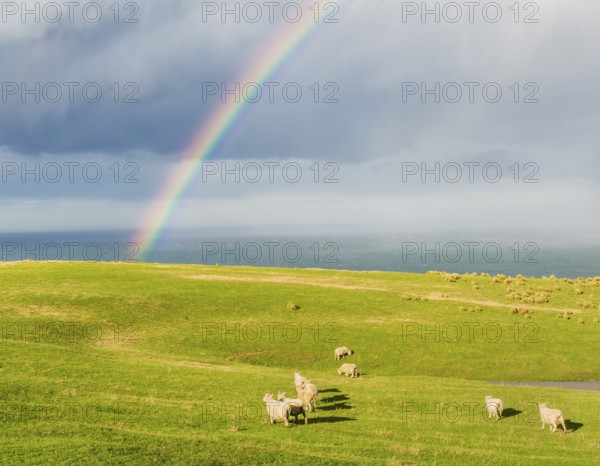 Flock of sheep grazing under a rainbow, Otago, South Island, New Zealand, Oceania