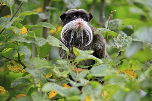 Emperor bearded tamarin (Saguinus imperator subgrisescens), adult, on tree, portrait, alert, South