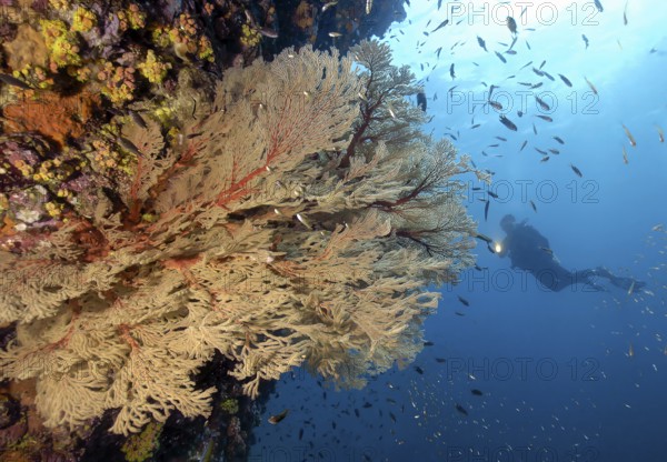 Diver looking at illuminated colony of fan coral (Melithaea) horn coral gorgonian growing on steep