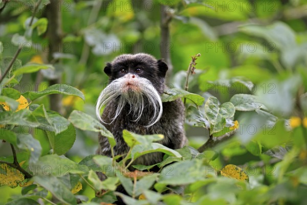 Emperor bearded tamarin (Saguinus imperator subgrisescens), adult, on tree, portrait, alert, South