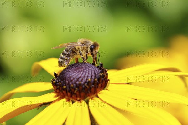 European honey bee (Apis mellifera), collecting nectar from a flower of the yellow coneflower