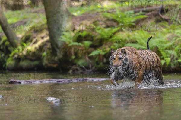 One young female Siberian Tiger, Panthera tigris altaica, walking thru the cool fresh water of a
