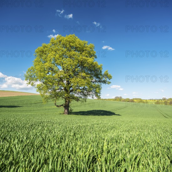 Green grain field with large solitary oak tree under blue sky in spring, Burgenlandkreis,
