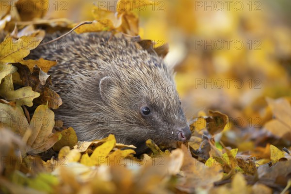 European hedgehog (Erinaceus europaeus) adult animal emerging from a pile of fallen autumn leaves,